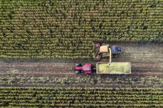 Maize harvest, combine harvester, chopper works its way through a maize field, the silage is pumped