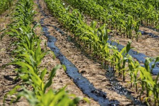 A maize field, with young plants, is fertilised with liquid manure, near Geldern, North