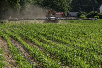 A maize field, with young plants, is fertilised with liquid manure, self-propelled slurry tanker,