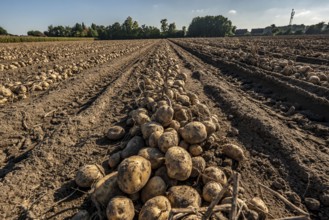 Potato harvest, Melodie variety, so-called split harvesting method, first the tubers are taken out