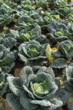 Agriculture, Savoy cabbage heads growing in a field