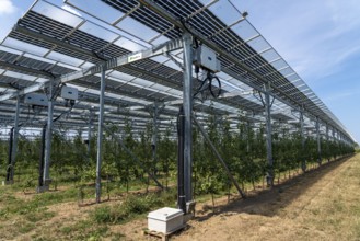 Agri-photovoltaic test plant, an apple orchard with two different systems of PV modules was roofed