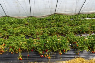 Harvest of strawberries, strawberry cultivation in the open, under a foil tunnel, young strawberry