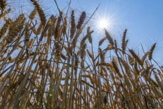 Agriculture, grain harvest, wheat, wheat field, shortly in front of harvest, ears of wheat, near