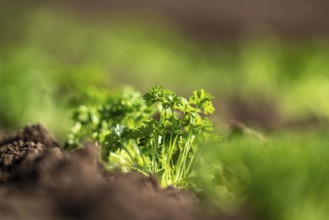 Agriculture, herb gardening, parsley plants, in a field, with a planting machine, planted in rows