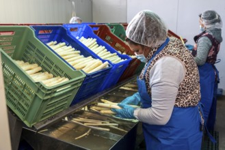 Asparagus farm, white asparagus is washed, cut and sorted by quality after harvesting, near