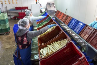 Asparagus farm, white asparagus is washed, cut and sorted by quality after harvesting, near