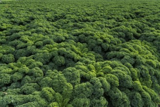 Kale field, growing area in the south of Düsseldorf, Volmerswerth district, on the Rhine, North