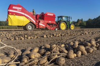 Potato harvesting, so-called split harvesting method, first the tubers are taken out of the ground