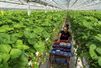 Harvesting strawberries, harvest helper, strawberry cultivation in the greenhouse, young strawberry