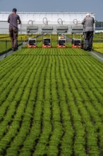 Horticultural business, broom heather plants, in flower pots, outdoors, Calluna vulgaris, are cut