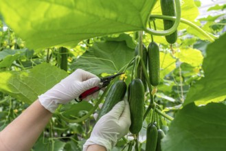 Cultivation of mini cucumbers, snack cucumbers, in a greenhouse, near Straelen, North