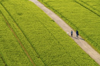 Cereal fields in spring, still green and fresh in growth, field path, walker with dog, North