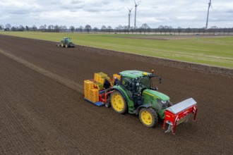 Lettuce plants are planted with a planting machine, tractor with roundabout harrow prepares the