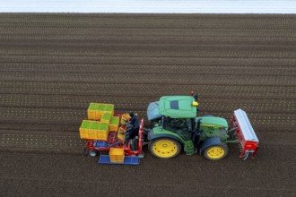 Lettuce plants are planted with a planting machine, Agriculture, Spring