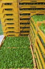 Lettuce plants, they are planted in a field with a planting machine, agriculture, spring