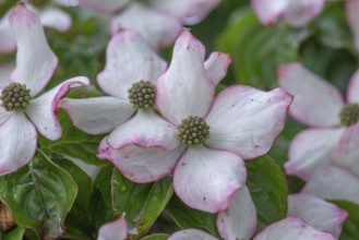 Asian flowering dogwood (Cornus kousa), Bavaria, Germany, Europe