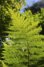 Nahaufnahme eines Farnblattes, das im Sonnenlicht leuchtet, Baumfarn (Dicksonia antarctica), Mata