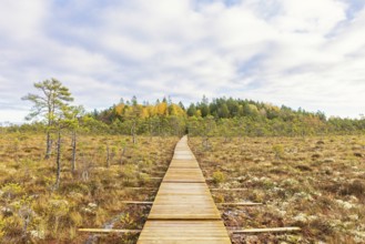 Wooden boardwalk on bogland a sunny autumn day in a desolate landscape