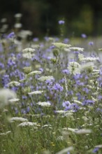 Roadside planting with chicory, July, Germany, Europe