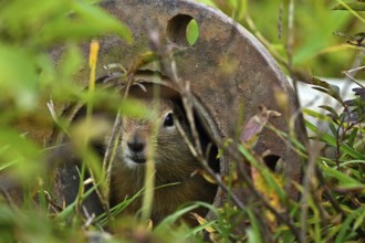 Arctic ground squirrel (Spermophilus parryii) hides in a tube and looks curiously into the camera,