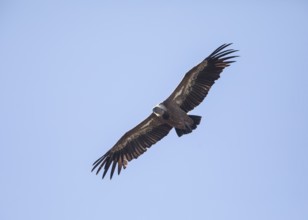 Griffon vulture (Gyps fulvus), Monfragüe National Park, Extremadura, Castilla La Mancha, Spain,