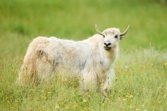 Wild yak (Bos mutus) standing on a meadow, tirol, Kitzbühel, Wildpark Aurach, Austria, Europe