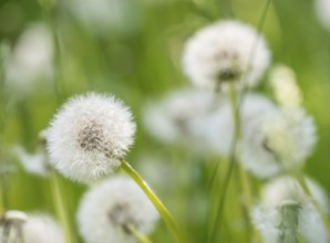 Dandelions with blurred green background, common dandelion (Taraxacum ruderalia) on a green meadow,