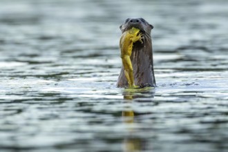 North american river otter (Lontra canadensis) eating a bull frog (Lithobates catesbeianus) . La