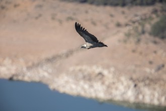 Griffon vulture (Gyps fulvus), Monfragüe National Park, Extremadura, Castilla La Mancha, Spain,