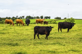 Cows and Farms in Yorkshire Dales National Park, North Yorkshire, England, United Kingdom, Europe