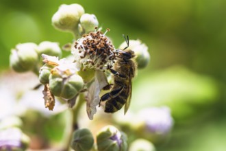 European Honey Bee, Apis mellifera, bee on blackberry flowers