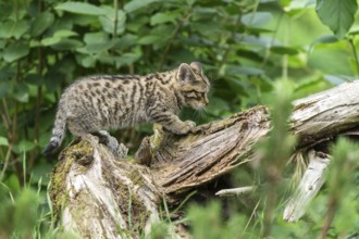 A kitten balancing carefully on a moss-covered tree trunk in a green forest, wildcat (Felis