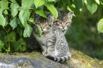 Two kittens sitting together under tree leaves on a tree stump, wildcat (Felis silvestris),