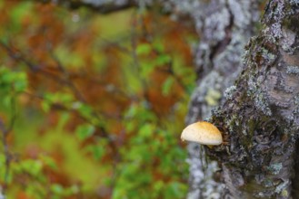 Mushroom growing on a tree, landscape, Natru photograph, Tynset, Innlandet, Norway, Europe