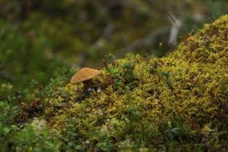 A mushroom between patches and moss, close-up, nature, nature photo, landscape, Innlandet, Norway,