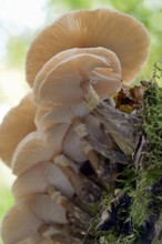 Lamellar fungi growing on a mossy deadwood, Dortebach valley, Moselle, Rhineland-Palatinate,