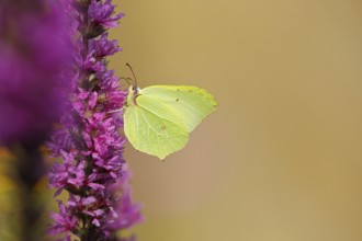 Brimstone (Gonepteryx rhamni) feeding on a flower of purple loosestrife (Lythrum salicaria),