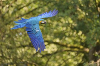 Blue and yellow macaw (Ara ararauna) in flight, captive, Lower Saxony, Germany, Europe