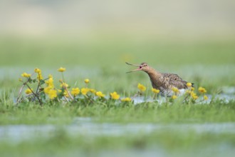 Black-tailed Godwit (Limosa limosa), Lower Saxony, Germany, Europe