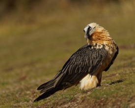 Old bearded vulture (Gypaetus barbatus), portrait, Catalonia, Pyrenees, Spain, Europe