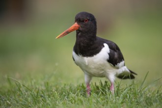 Oystercatcher (Haematopus ostralegus) in a meadow, Aviemore, Scotland, Great Britain