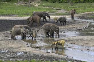 African forest elephants (Loxodonta cyclotis) in the Dzanga Bai forest clearing, Dzanga-Ndoki