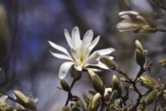 Beautiful blossom of the star magnolia, March, Germany, Europe