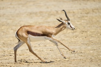 Springbok (Antidorcas marsupialis), running through the dessert, captive, distribution Africa