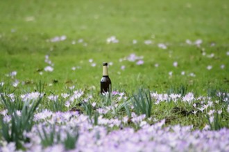 Environmental sin, empty beer bottle left in a park, Germany, Europe