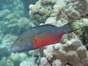 Cheek stripe wrasse (Oxycheilinus diagrammus), wrasse, dive site House Reef, Mangrove Bay, El