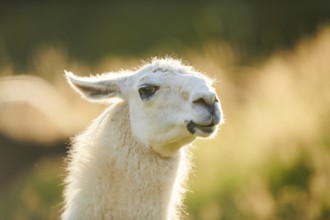 Llama (Lama glama) on a meadow, portrait, Tirol, Kitzbühel, Wildpark Aurach, Austria, Europe