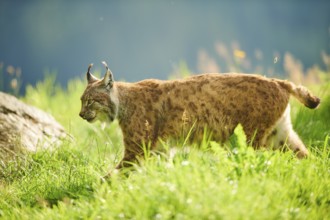 Eurasian lynx (Lynx lynx) walking through the grass, Wildpark Aurach, Kitzbühl, Tirol, Austria,