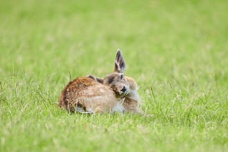 European fallow deer (Dama dama) fawn lying on a meadow, Kitzbühel, Wildpark Aurach, Austria,